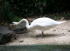 Fonds d'cran Animaux Cigne