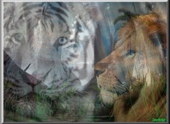 Fonds d'cran Animaux Lion & Tigre Blanc