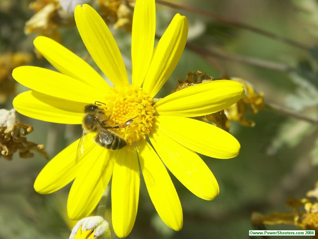 Fonds d'cran Animaux Insectes - Abeilles Gupes ... Abeille sur Marguerite