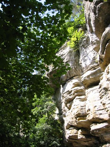 Fonds d'cran Nature Arbres - Forts 