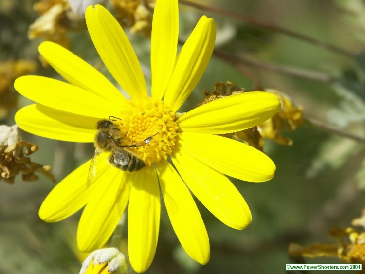 Fonds d'cran Animaux Insectes - Abeilles Gupes ... Abeille sur Marguerite