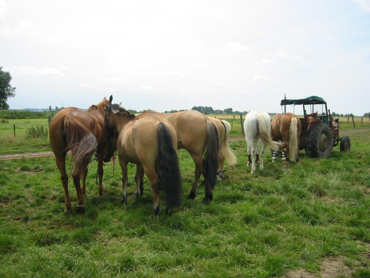 Fonds d'cran Animaux Chevaux Wallpaper N71506