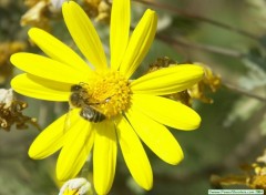 Wallpapers Animals Abeille sur Marguerite