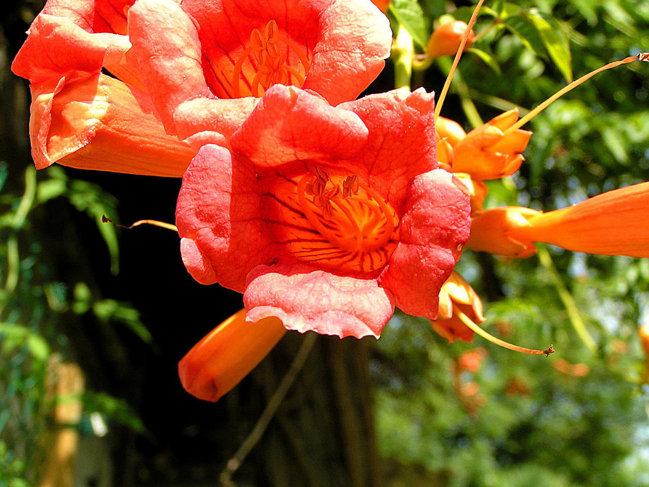 Fonds d'cran Nature Fleurs Bignone