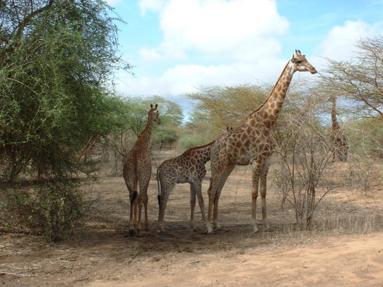 Fonds d'cran Animaux Girafes Girafes (Sngal)