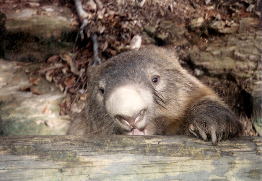 Fonds d'cran Animaux Divers 