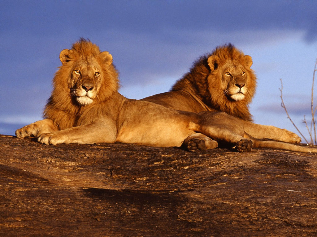 Wallpapers Animals Felines - Lions 