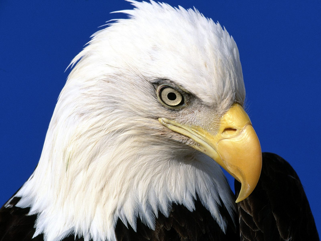 Fonds d'cran Animaux Oiseaux - Aigles 