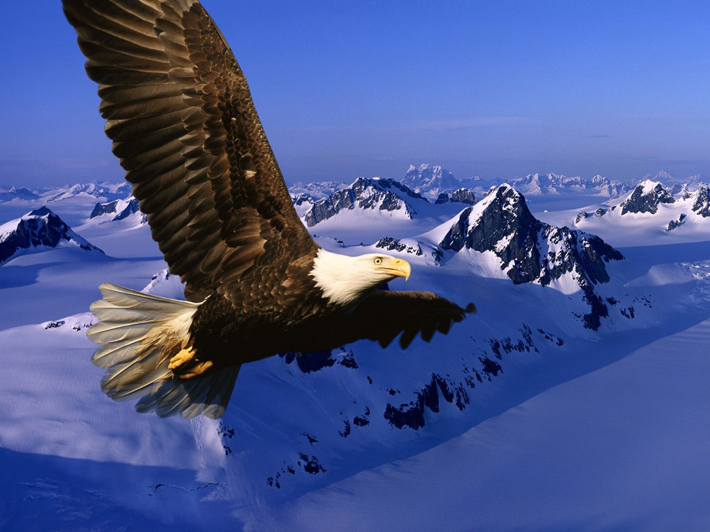 Fonds d'cran Animaux Oiseaux - Aigles 