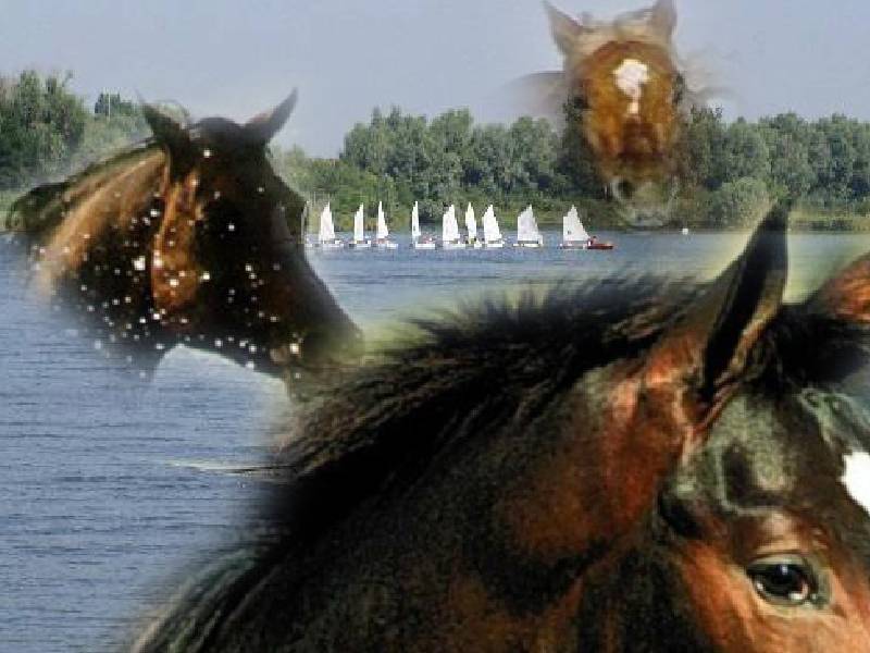 Wallpapers Animals Horses 