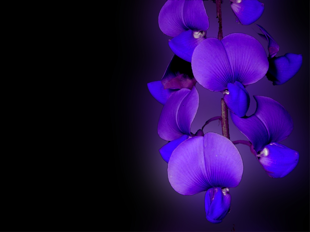 Wallpapers Nature Flowers fleur bleu-mauve