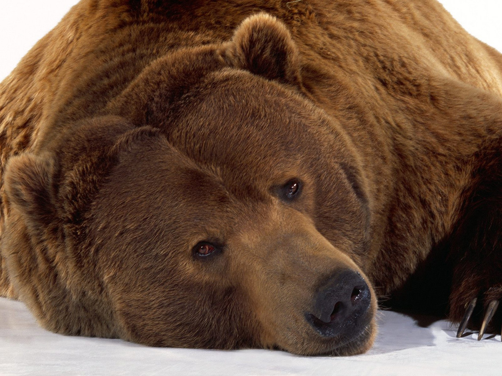 Fonds d'cran Animaux Ours 