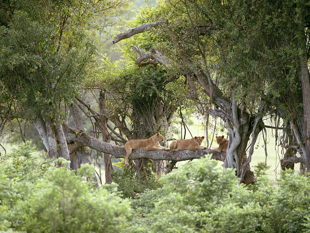 Wallpapers Animals Felines - Lions 