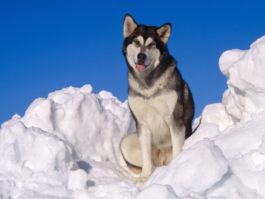 Fonds d'cran Animaux Chiens 