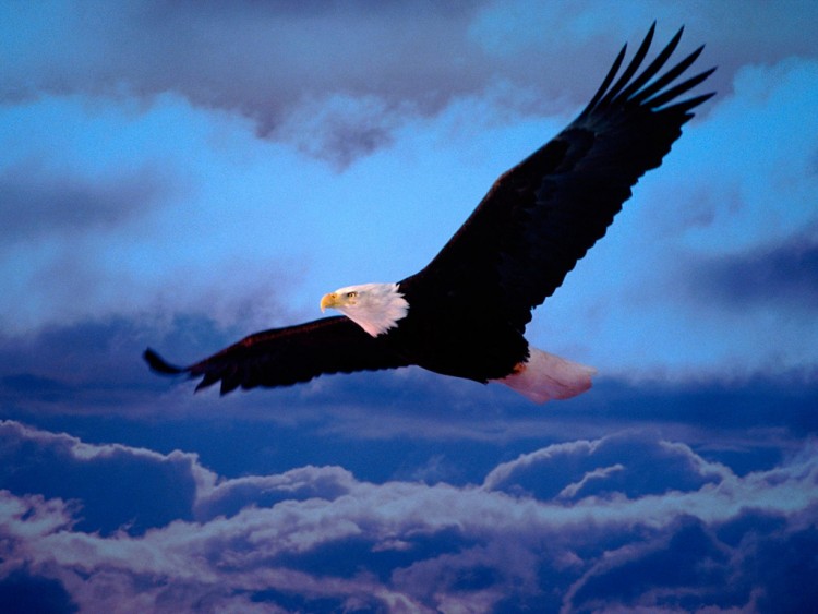 Wallpapers Animals Birds - Eagles Wallpaper N72354