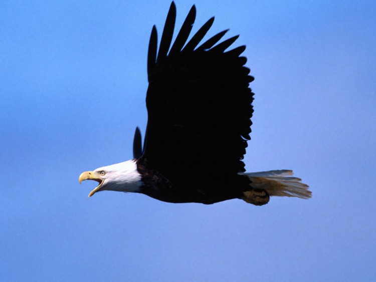 Fonds d'cran Animaux Oiseaux - Aigles Wallpaper N72355