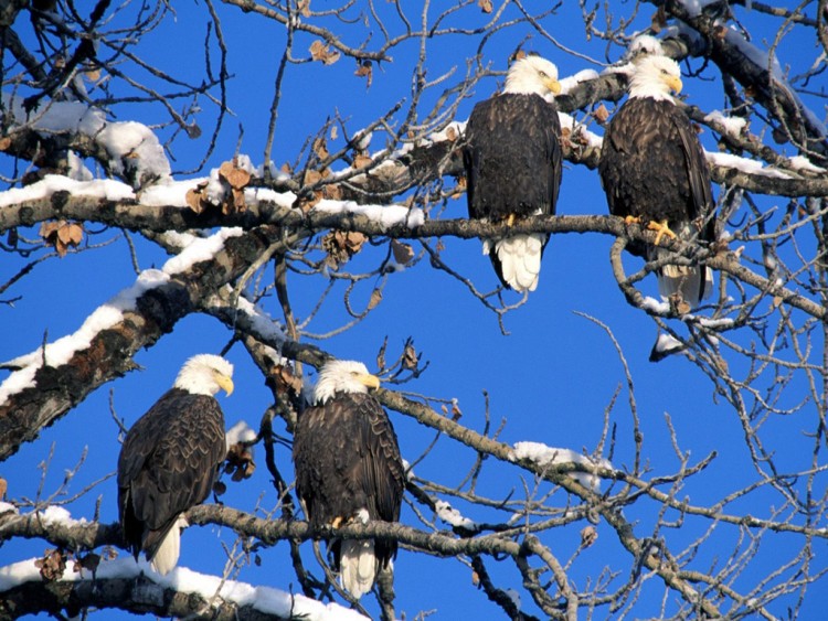 Fonds d'cran Animaux Oiseaux - Aigles Wallpaper N72357