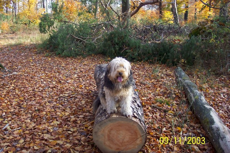 Fonds d'cran Animaux Chiens merlin