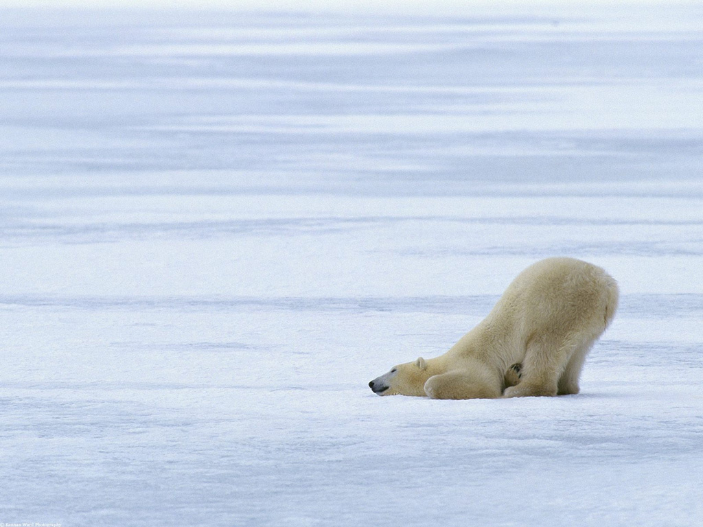 Fonds d'cran Animaux Ours 