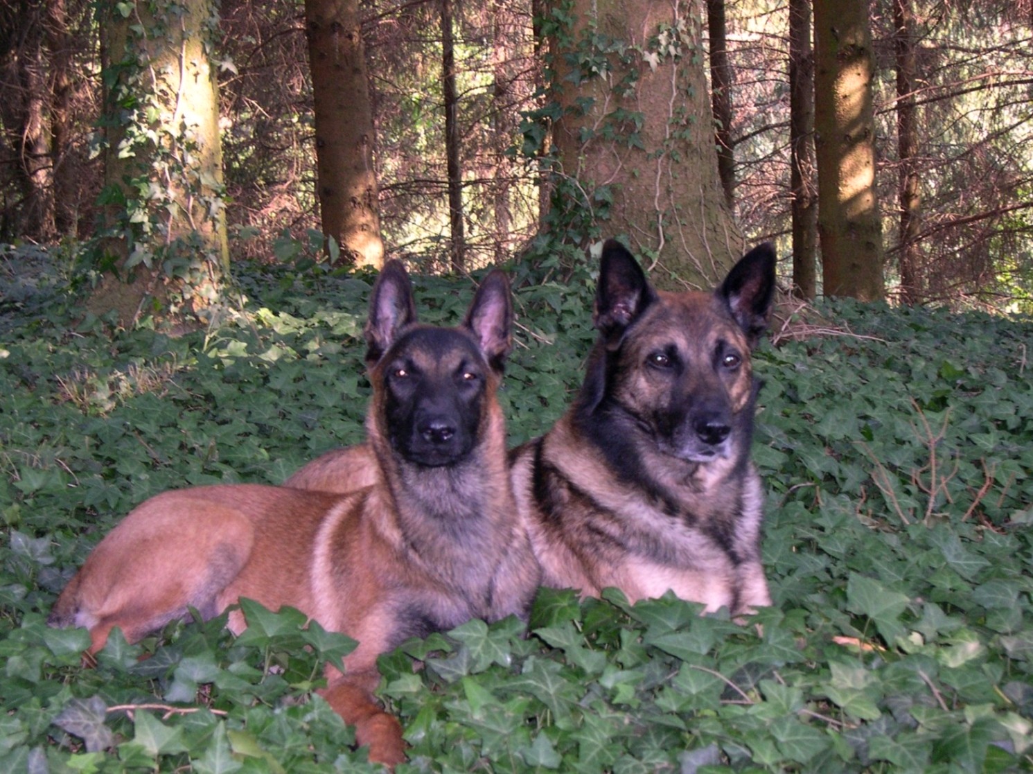 Fonds d'cran Animaux Chiens Virus et leko