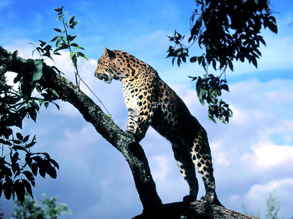 Wallpapers Animals Felines - Leopards 