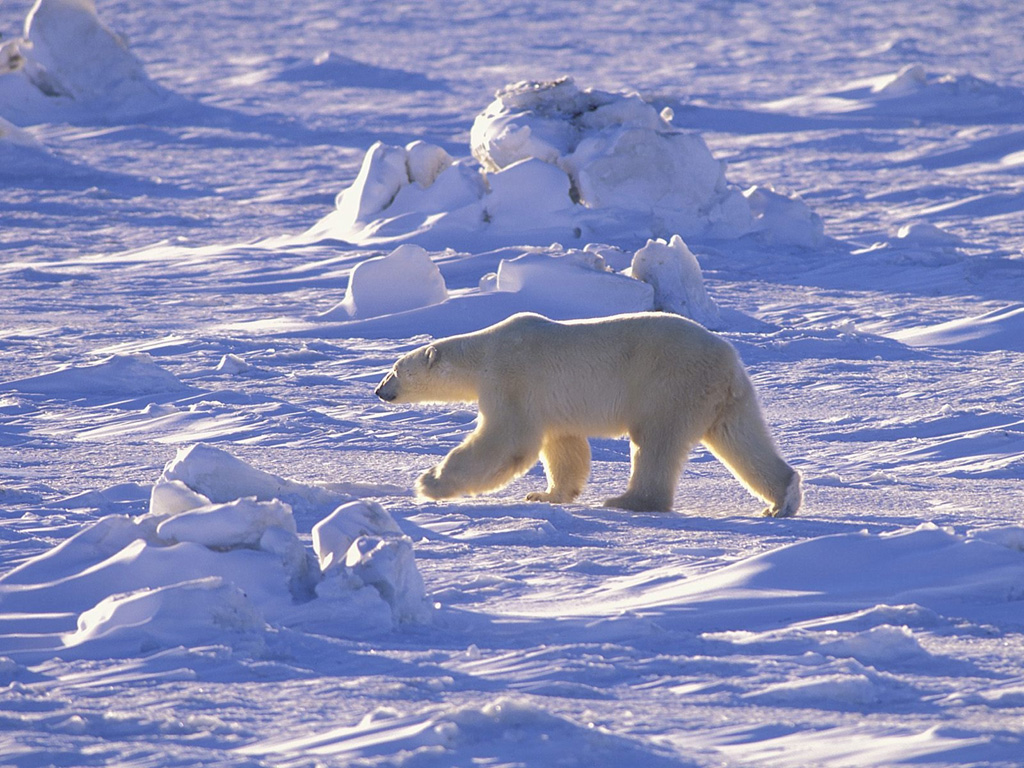 Fonds d'cran Animaux Ours 