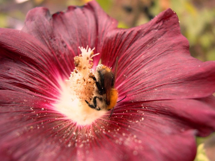 Fonds d'cran Animaux Insectes - Abeilles Gupes ... le bourdon et la fleur