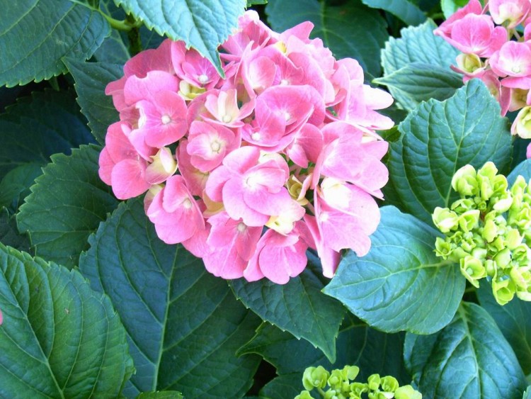 Wallpapers Nature Flowers hortensia rose