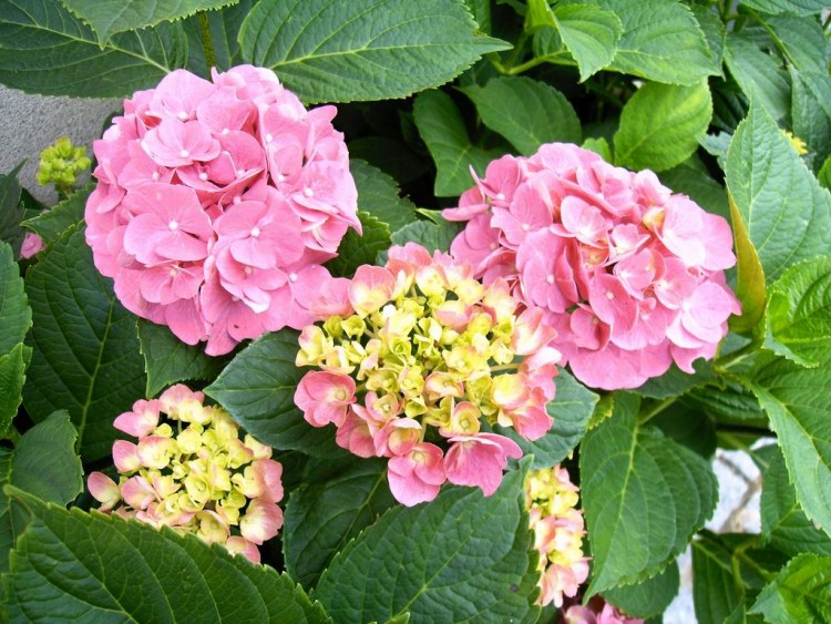 Wallpapers Nature Flowers Hortensia de mon jardin