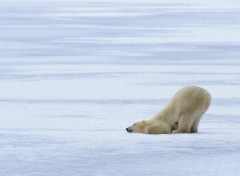 Fonds d'cran Animaux Image sans titre N72481