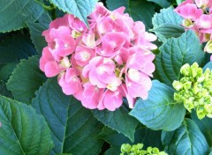 Wallpapers Nature hortensia rose