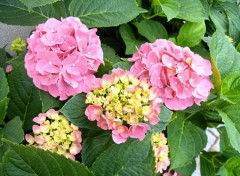 Wallpapers Nature Hortensia de mon jardin