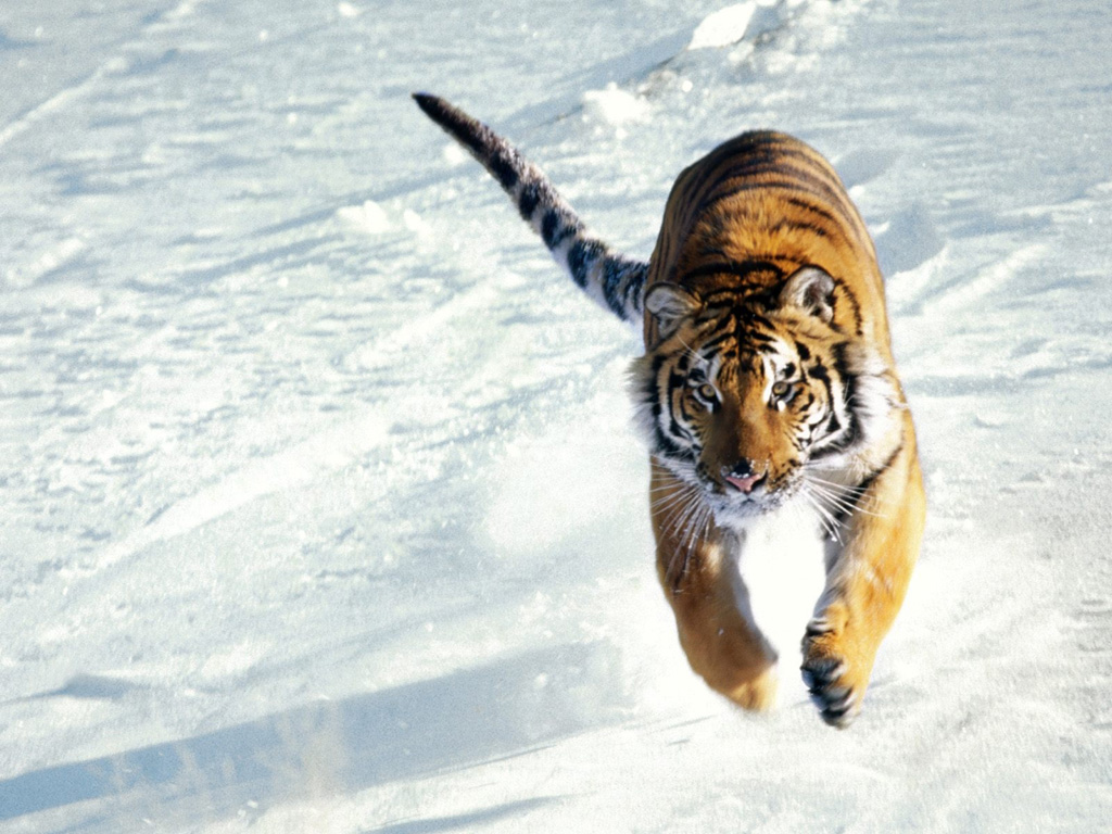 Fonds d'cran Animaux Flins - Tigres 