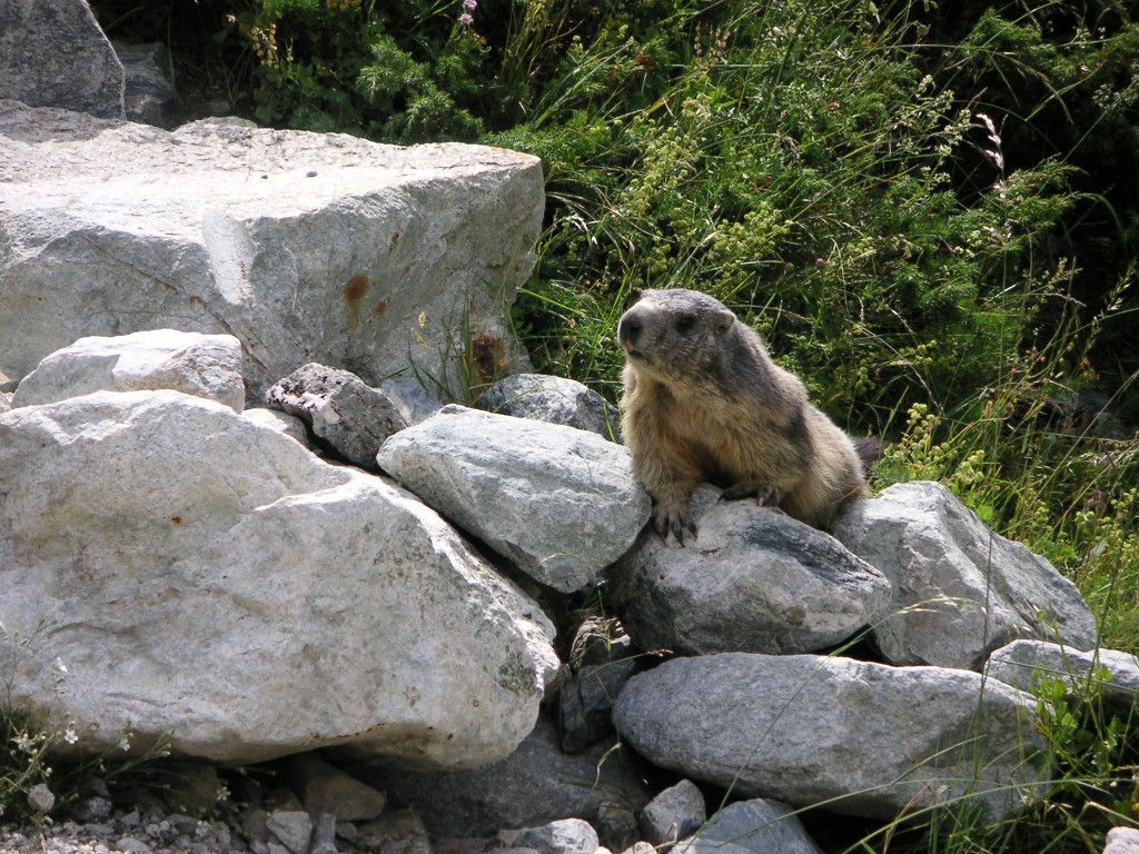 Fonds d'cran Animaux Rongeurs - Marmottes Marmotte pas farouche