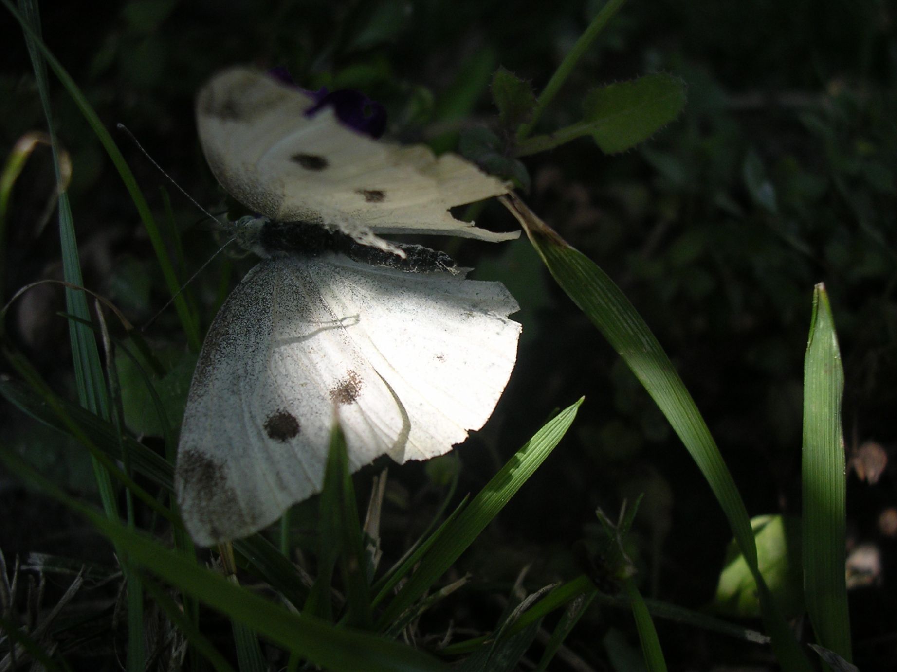 Fonds d'cran Animaux Insectes - Papillons papillon