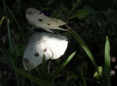 Fonds d'cran Animaux papillon