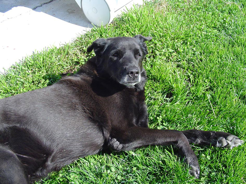 Fonds d'cran Animaux Chiens Mambo moumoute