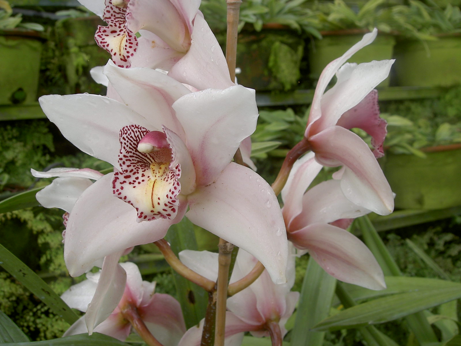 Fonds d'cran Nature Fleurs orchide