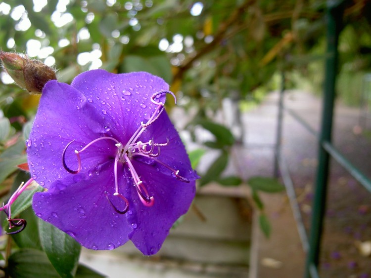 Wallpapers Nature Flowers fleur bleue