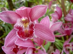 Wallpapers Nature orchide