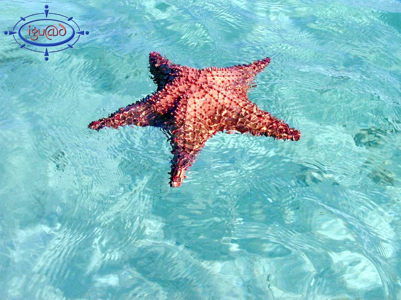 Fonds d'cran Animaux Vie marine - Etoiles de mer etoile de mer