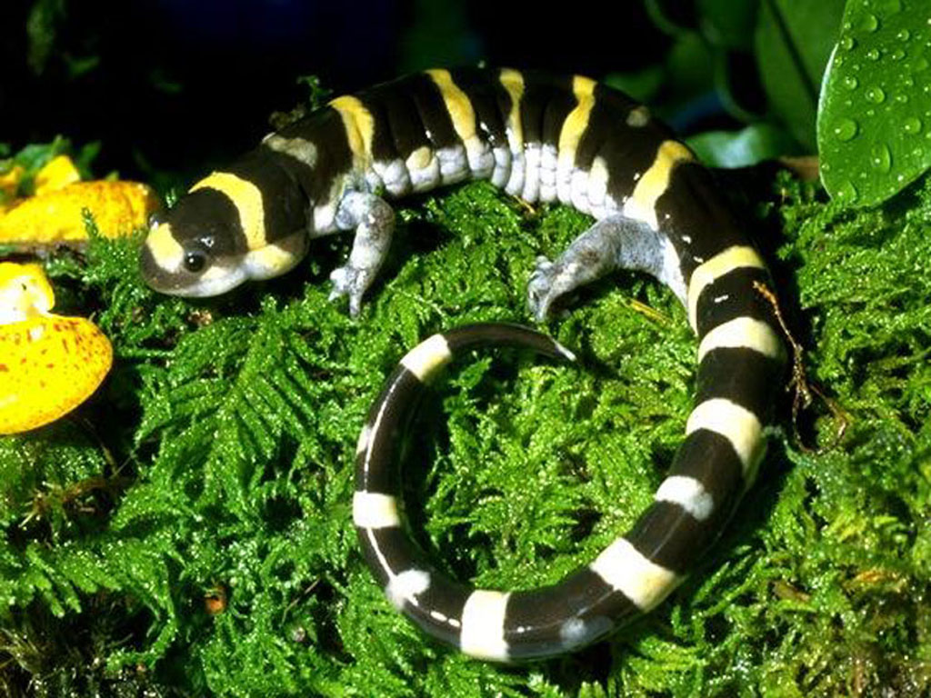 Wallpapers Animals Salamanders salamandre