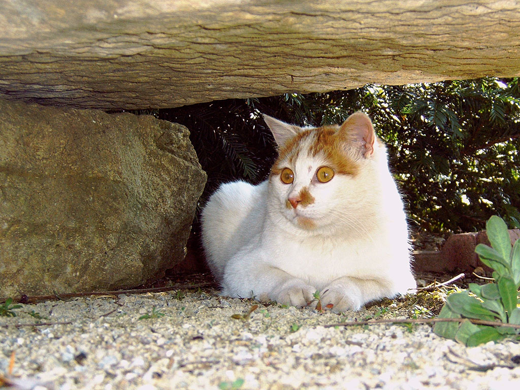 Fonds d'cran Animaux Chats - Chatons Nougat