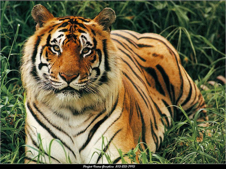 Wallpapers Animals Felines - Tigers tigre