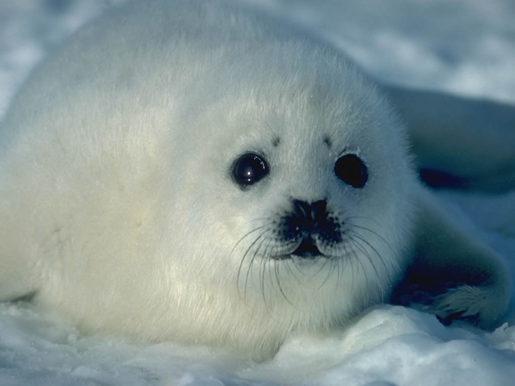 Fonds d'cran Animaux Vie marine - Phoques 