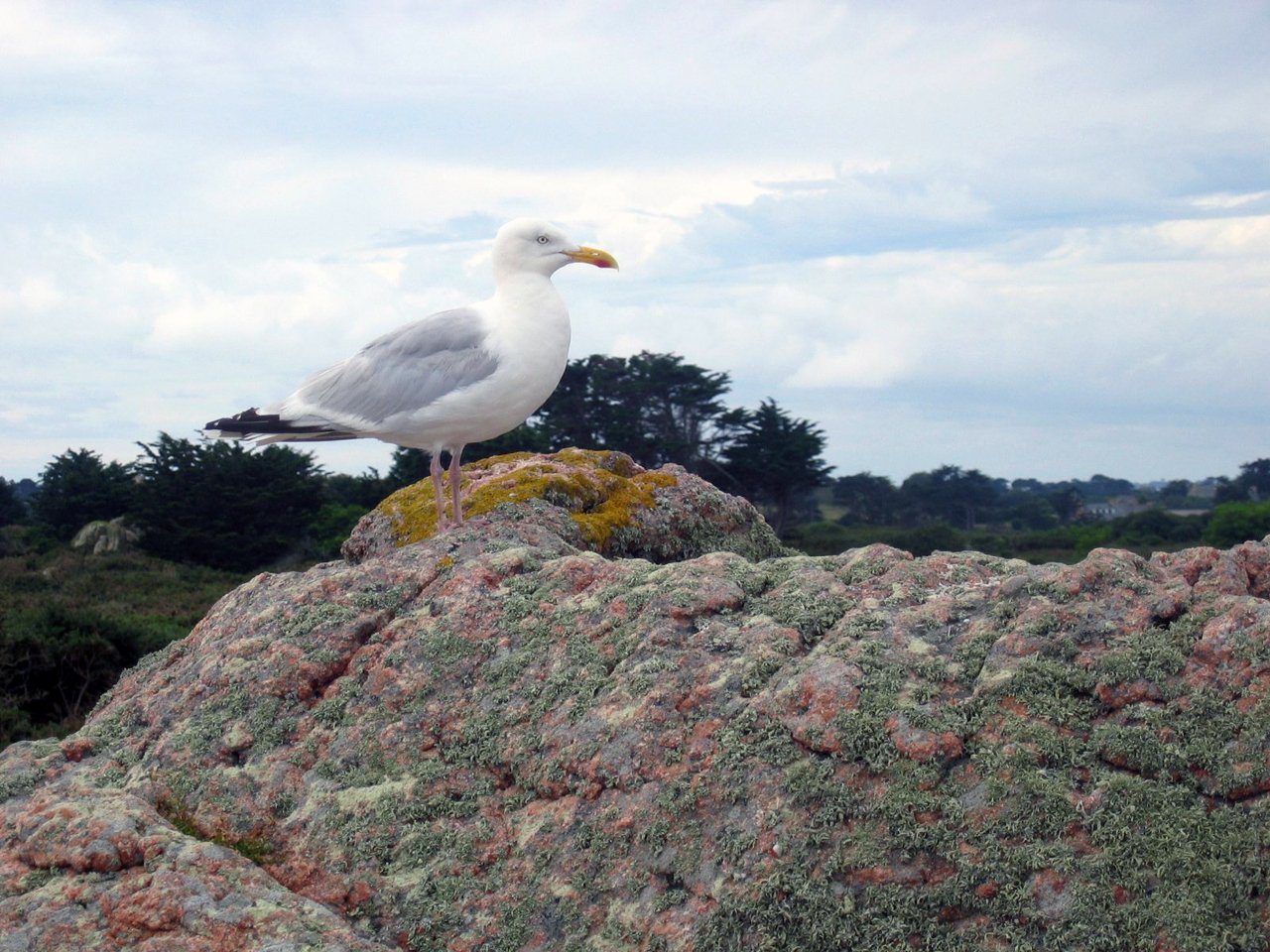 Fonds d'cran Animaux Oiseaux - Canards Goeland sur Ile de Brehat (bis)