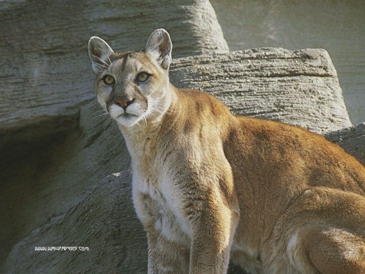 Wallpapers Animals Felines - Pumas cougar