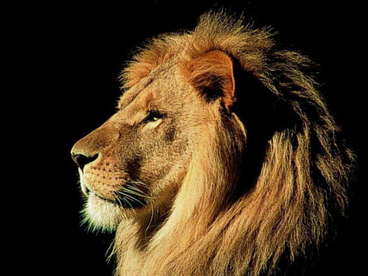 Wallpapers Animals Felines - Lions Lion