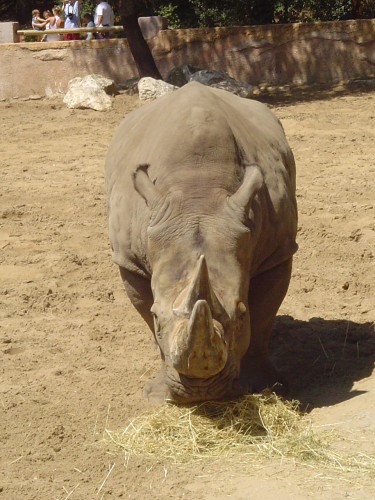 Fonds d'cran Animaux Rhinocros Rhinoceros