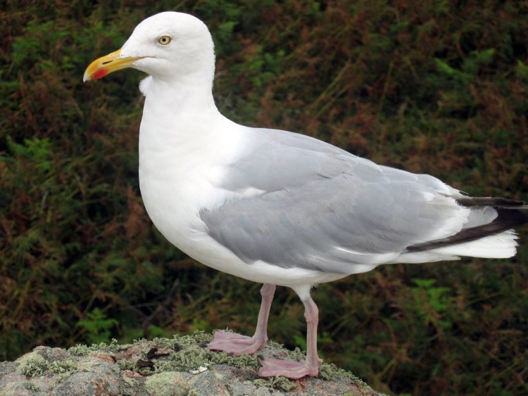 Wallpapers Animals Birds - Ducks Goeland sur Ile de Brehat